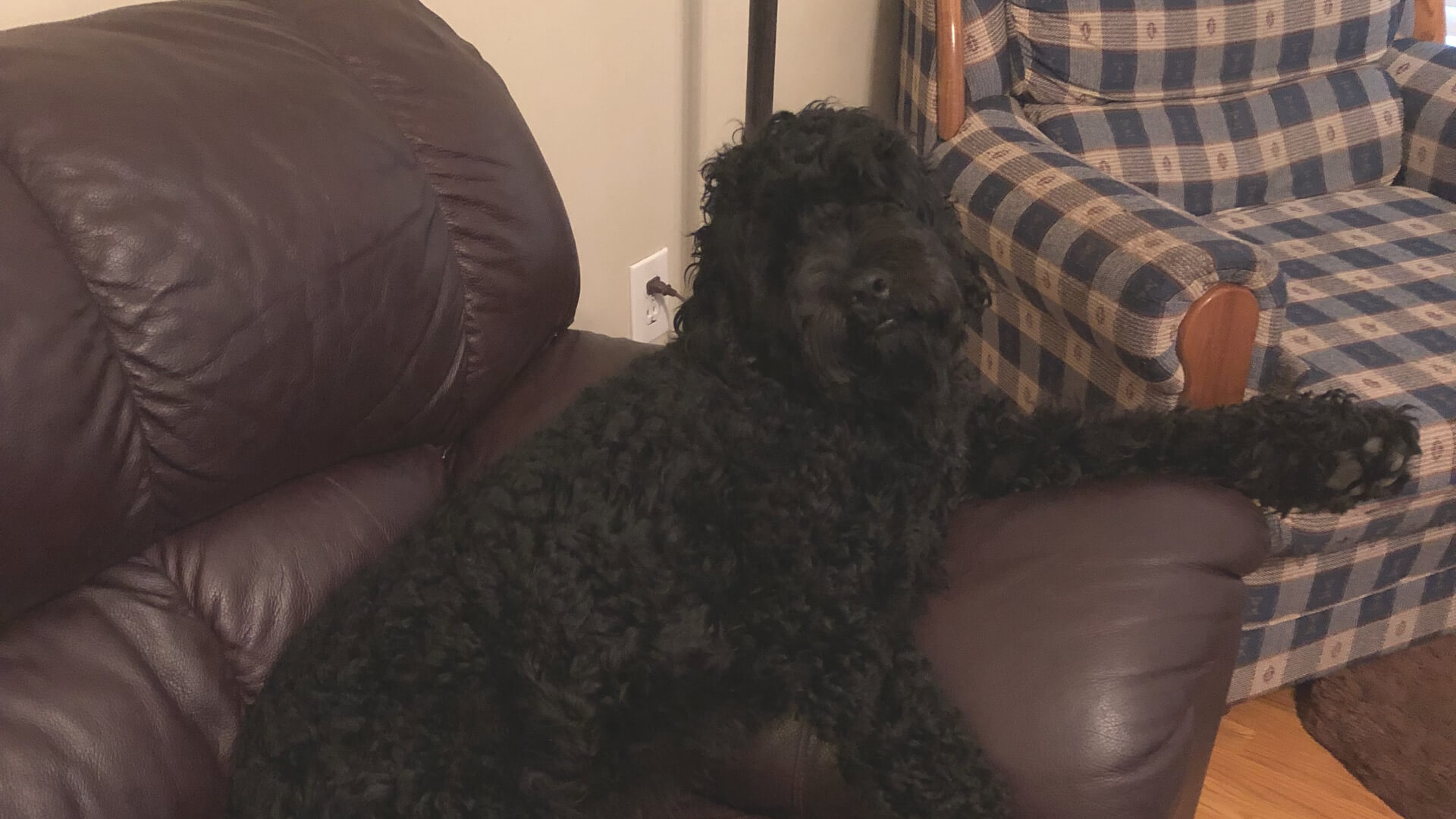oso-service-dog-enhanced-featured